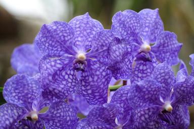 Почему орхидея быстро отцветает: грубая ошибка хозяек