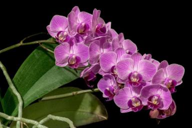 Как быстро заставить орхидею выпустить несколько цветоносов: простой секрет 