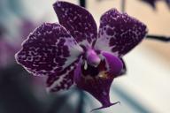 Нужно ли обрезать корни орхидеи, если они вылезли из горшка 