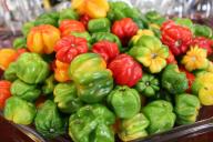 2 мелкие ошибки при выращивании рассады перца, которые серьезно сказываются на урожае 