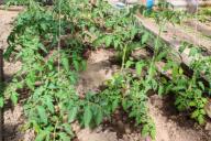 2 морозостойких сорта томатов, которые плодоносят до самого снега: дачники собирают по 20 кг с куста 