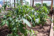 Что добавить в лунку при посадке помидоров: деревенская хитрость