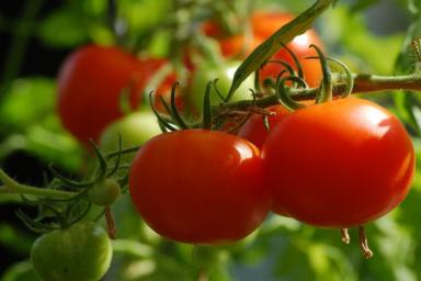 2 самых лучших сорта мясистых, «арбузных» помидоров: хвалят все дачники