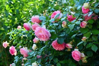 Что нельзя сажать рядом с розами: «королева» сада рядом с такими «соседями» рискует погибнуть 