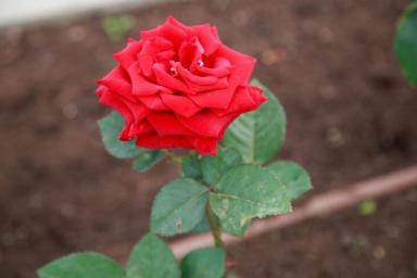 3 растения, которые нельзя сажать рядом с розами: эти ошибки не сделают только настоящие дачники