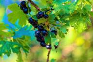 Как вырастить черную смородину размером с вишню: нужно знать простой секрет