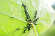 Средство, которого тля боится как огня: главное – правильно приготовить 