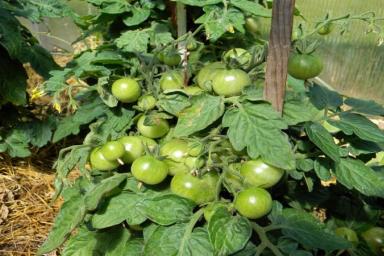2 неприхотливых сорта томатов, полюбившихся ленивым дачникам: посадил и забыл