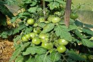 2 неприхотливых сорта томатов, полюбившихся ленивым дачникам: посадил и забыл