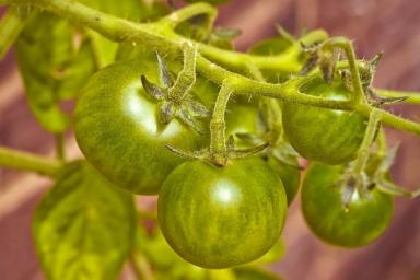 Как поливать помидоры, чтобы они давали хороший урожай: не каждый дачник делает это правильно