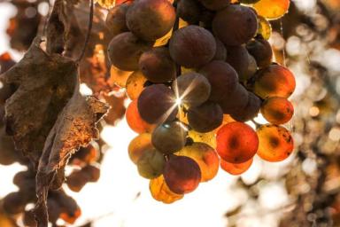 Чем опрыскать виноград, чтобы его не ели осы: простой метод для сохранения урожая