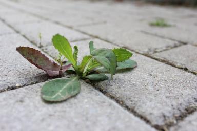 Как избавиться от сорняков между тротуарной плиткой: простой способ