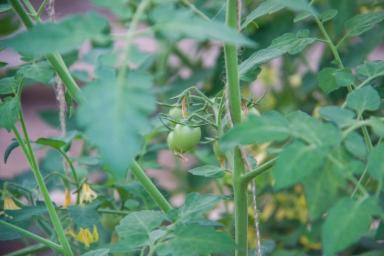 Никогда не выбрасывают помидорные пасынки: огородники раскрыли секреты, где они могут пригодиться