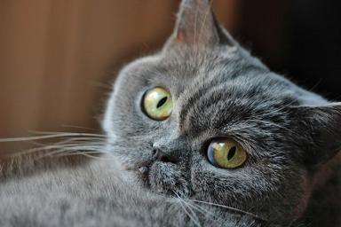 10 примеров поведения кошек и объяснения к ним