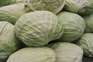 cabbage