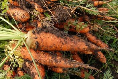 Удобрения не помогут: 3 ошибки, из-за которых морковь становится мелкой и кривой