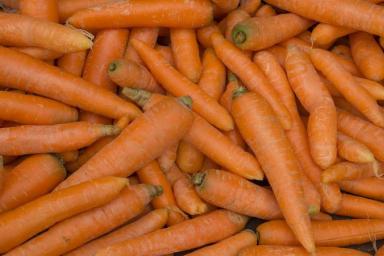 Без этих 3 хитрых приемов весной урожай моркови даже не взойдет: что должен знать дачник 