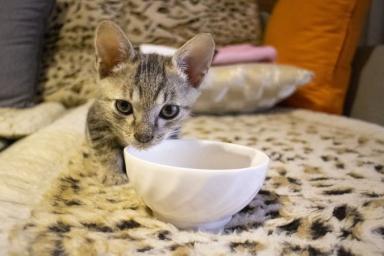 Кошка ворует пищу со стола: как отучить животное от вредной привычки