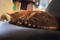 Почему коты метят входную дверь: 6 способов решения проблемы