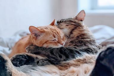 Кошачья дружба: как сдружить новую кошку со старым домашним питомцем