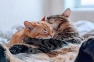 Кошачья дружба: как сдружить новую кошку со старым домашним питомцем