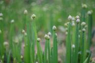 Чеснок в клубнике: зачем сажать эти культуры на одной грядке