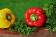 3 действенных метода значительно повысить всхожесть семян сладкого перца