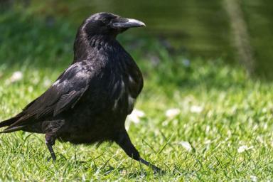 7 гуманных советов, как не дать воронам повредить газон