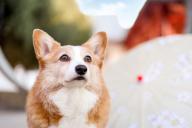 На что может указывать зевота вашей собаки: 4 возможных объяснения