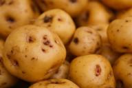 Как правильно проращивать семенной картофель – на свету или в темноте: не каждый дачник знает