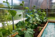 Правильно подготовленная посадочная лунка для огурцов увеличит урожай в несколько раз: об этой хитрости нужно знать