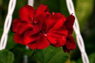 Посадите эти цветы — и они вытеснят сорняки из вашего участка: 7 видов таких цветов