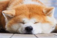 10 пород собак, которые не ладят с детьми