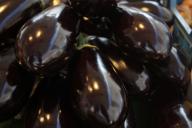 2 роковые ошибки лишают хорошего урожая баклажанов: что нельзя делать с рассадой 