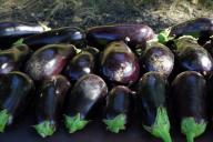 Как правильно сажать баклажаны на рассаду: 6 простых правил