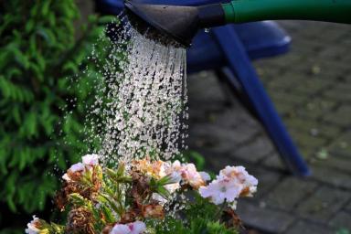 Рецепт «живой» воды для полива рассады и цветов: приготовить проще простого