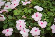 Мартовский способ обрезки герани «по полоскам», благодаря которому куст будет пышным