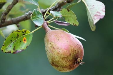 Всего раз так польете яблони и груши в августе — и от сочных фруктов не будет отбоя