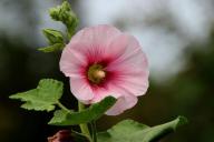 Как упростить уход за садом, чтобы он при этом хорошо плодоносил: 4 рекомендации