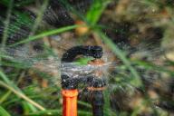 Залили растение — что делать? Эти незамедлительные меры помогут