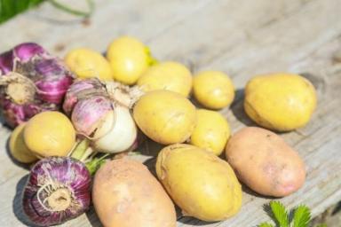 Как собрать 40 ведер картошки с 20-ти кустов: деревенский секрет