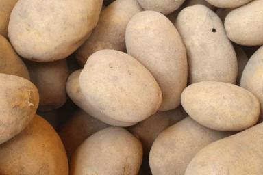2 сорта картофеля, от которых опытные дачники никогда не откажутся: идеальны во всём