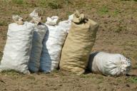 Можно ли сажать картофель на одном и том же месте, чтобы урожай не снижался: в чем секрет 