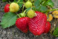 3 нюанса нужно знать каждому садоводу, чтобы не потерять урожай клубники