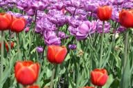 Как красиво оформить клумбу с цветами на участке: 6 рекомендаций и вариантов