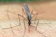 Как забыть о мухах, комарах и мошкаре в доме: поможет один китайский способ