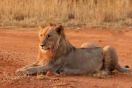 5 самых быстрых животных в мире