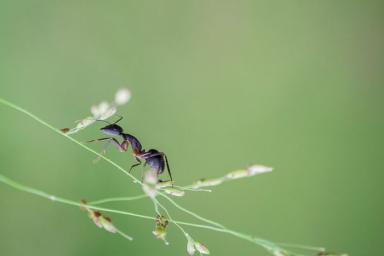Два надёжных «дедовских» способа избавиться от муравьёв и тли на участке