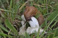 Как избавиться от слизней на дачном участке: 5 эффективных способов