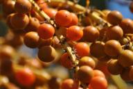 3 интересных факта об облепихе, которые заставляют задуматься о посадке кустарника на участке